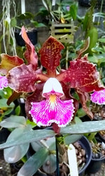 Carica l&#39;immagine nel visualizzatore Galleria, Cattleya schilleriana (Guarapari x 77) - Br Orquidea
