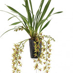 Load image into Gallery viewer, Cymbidium Cascade &#39;Auburn&#39;
