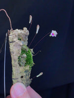 Load image into Gallery viewer, Conchidium extinctorium