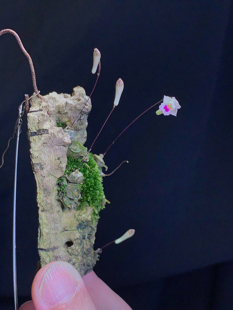 Conchidium extinctorium