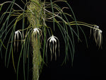 Carica l&#39;immagine nel visualizzatore Galleria, Brassavola cucullata
