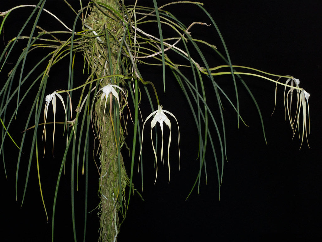 Brassavola cucullata