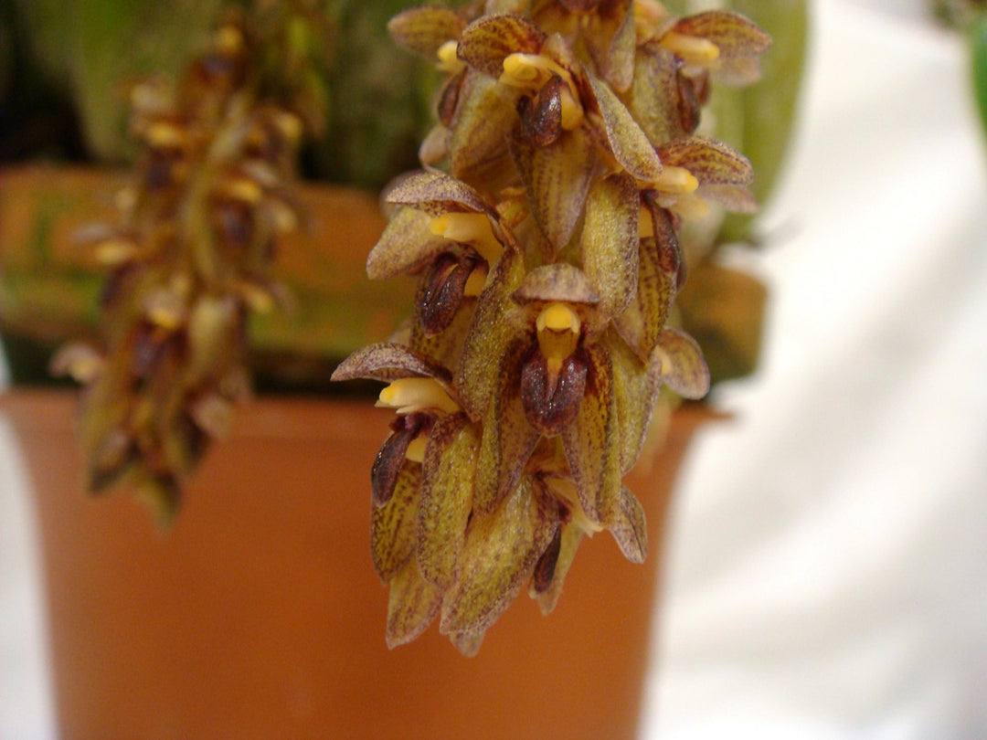 Bulbophyllum propinquum