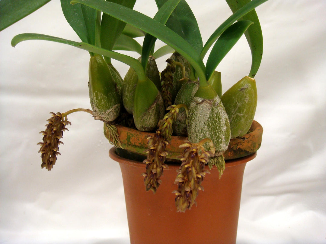 Bulbophyllum propinquum