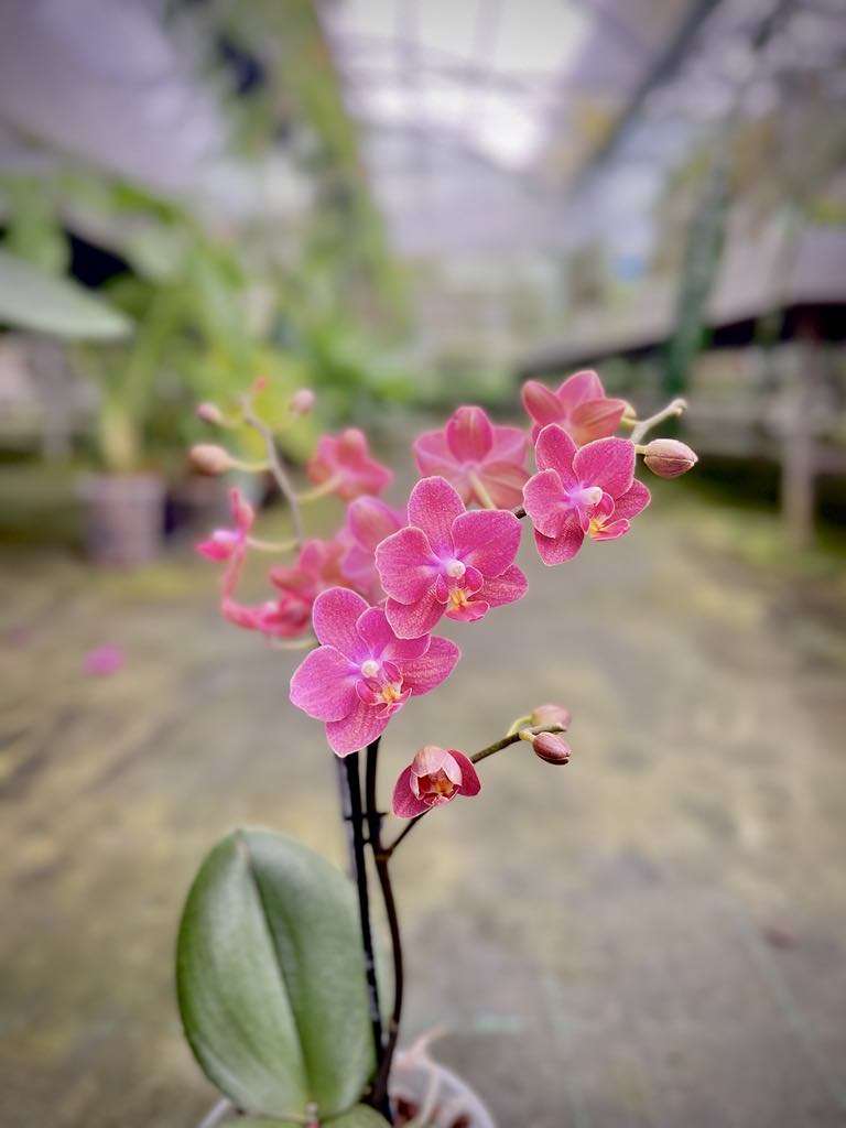 Phalaenopsis Daisy Rose