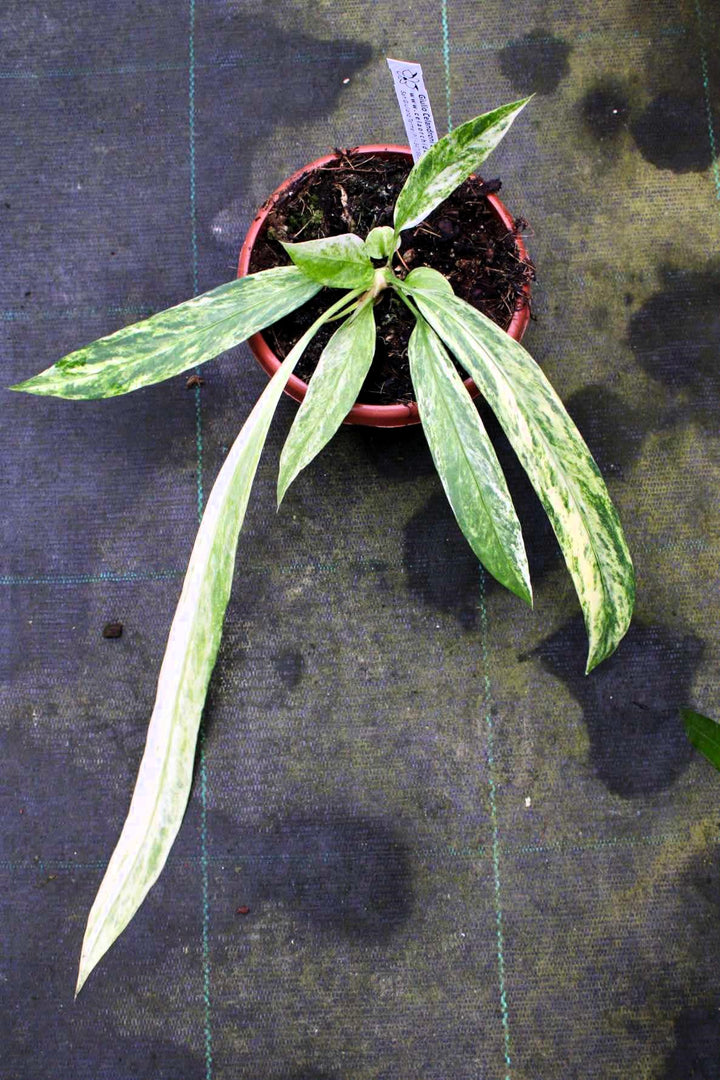 Anthurium vittariifolium Variegata