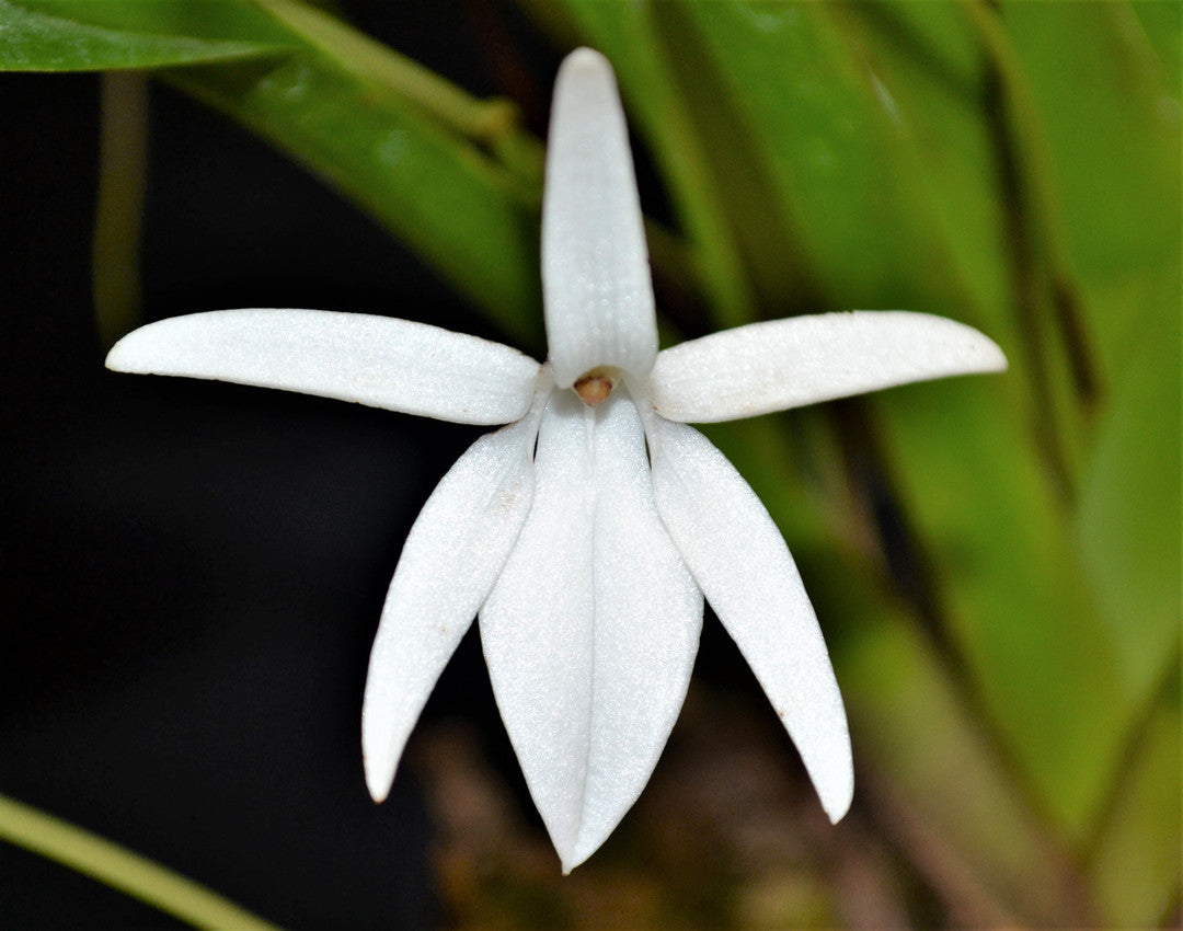 Jumellea arachnantha