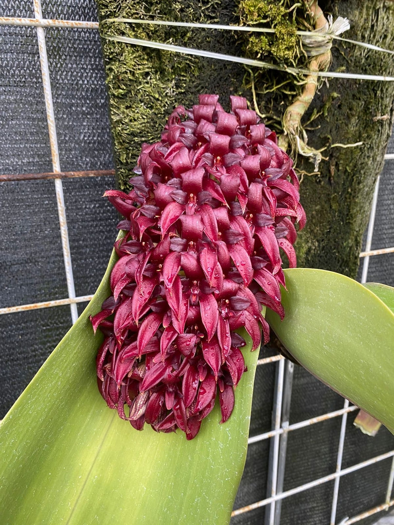 Bulbophyllum Raksasa (Bulbophyllum phalaenopsis x Bulbophyllum beccarii)