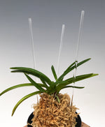 Carica l&#39;immagine nel visualizzatore Galleria, Bacchette in acrilico per Neofinetia - Japan Imported
