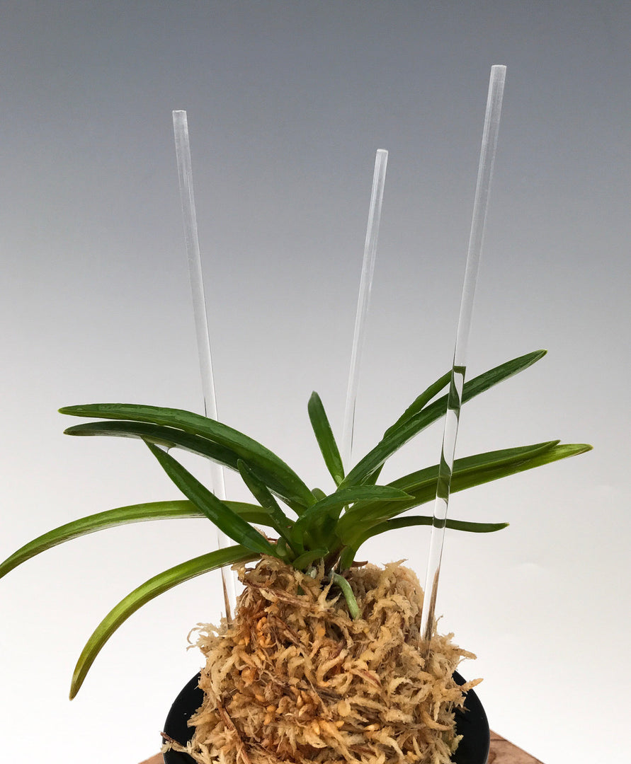 Bacchette in acrilico per Neofinetia - Japan Imported