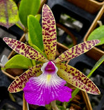 Carica l&#39;immagine nel visualizzatore Galleria, Brassocattleya Theresa Ricci (Bc. Hippodamia × Cattleya aclandiae)
