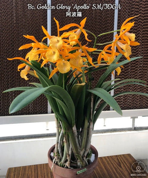 Brassocattleya Golden Glory 'Apollo' SM/TOGA