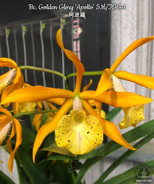 Brassocattleya Golden Glory 'Apollo' SM/TOGA