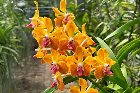 Vanda M.V. Tannins