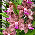 Load image into Gallery viewer, Vanda Mimi Palmer 'Pink'