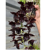 Load image into Gallery viewer, Fredclarkeara After Dark 'Sunset Valley Orchids' FCC/AOS