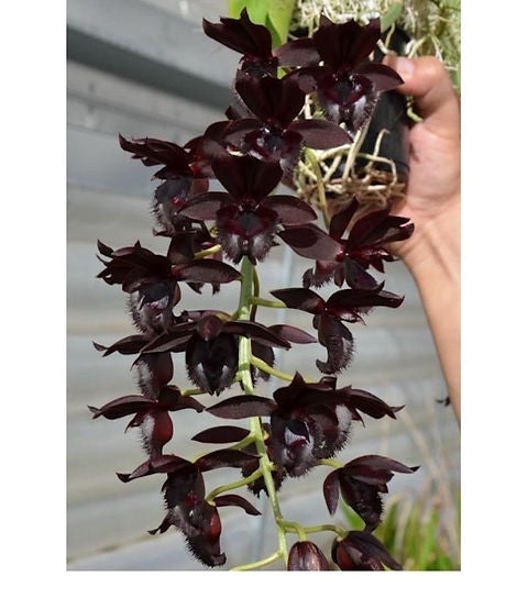 Fredclarkeara After Dark 'Sunset Valley Orchids' FCC/AOS