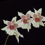 Carica l&#39;immagine nel visualizzatore Galleria, Beallara Tahoma Glacier (Brat. Cartagena x Onc. Alaskan Sunset)
