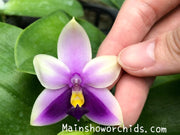 Phalaenopsis bellina blue 'Mainshow'