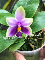 Carica l'immagine nel visualizzatore Galleria, Phalaenopsis bellina blue 'Mainshow'