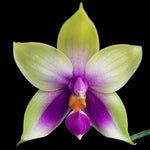 Carica l&#39;immagine nel visualizzatore Galleria, Phalaenopsis bellina f. coerulea
