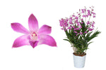 Load image into Gallery viewer, Dendrobium Berry Oda
