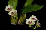 Load image into Gallery viewer, Bifrenaria harrisionae
