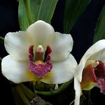 Load image into Gallery viewer, Bifrenaria harrisionae
