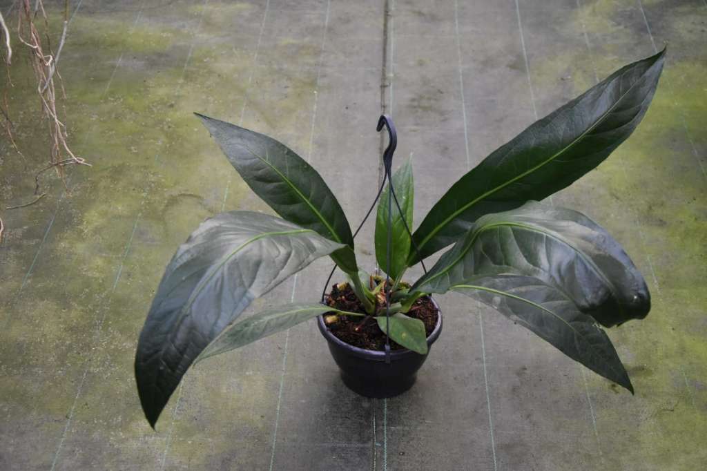 Anthurium 'Big Bill' (A. cubense x pendulifolium) – Giulio Celandroni  Orchidee