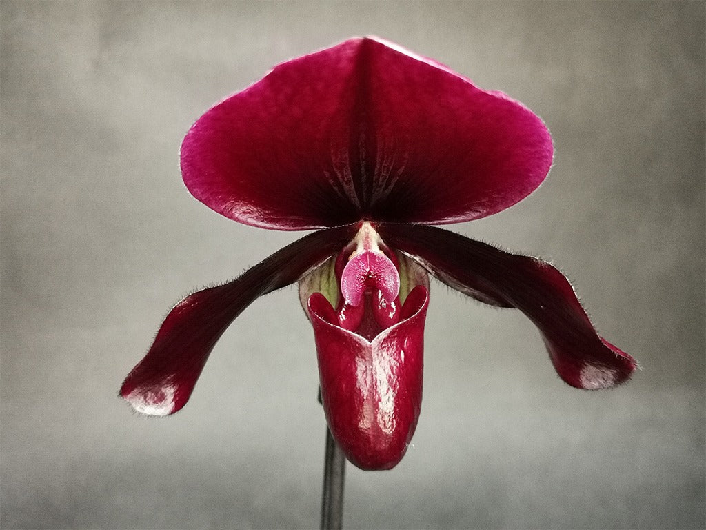 Paphiopedilum Black Jack