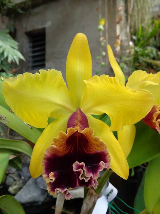 Blc. Alma Wichmann