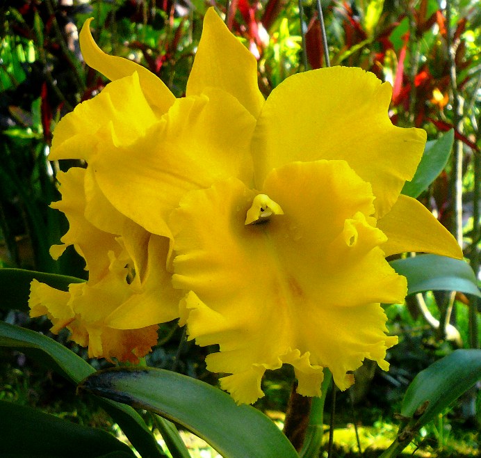Blc. Haddyai Delight
