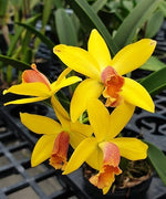 Load image into Gallery viewer, Brassolaeliocattleya Blc. Waikiki Gold × L. briegeri
