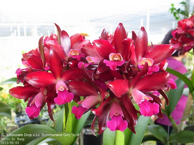 Cattlianthe Sagarik Wax 'Hsiang Yang' (C. Summerland Girl x Ctt. Chocolate Drop)