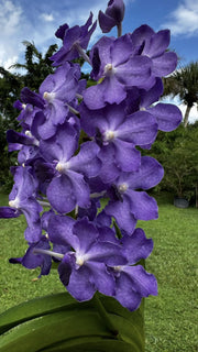 Vandachostylis Ploenpit blue