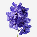 Load image into Gallery viewer, Vanda Blue Magic
