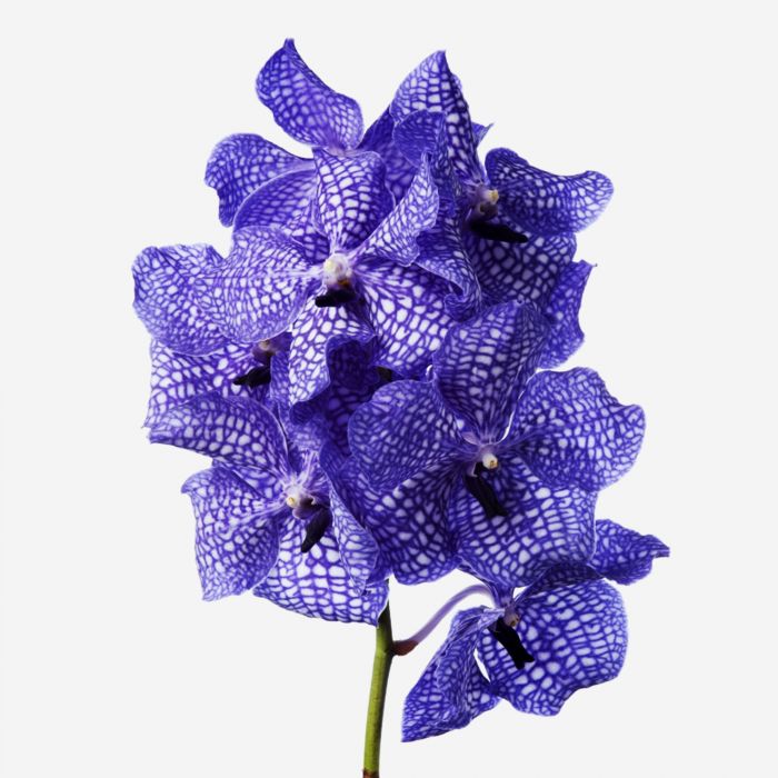 Vanda Blue Magic