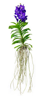 Load image into Gallery viewer, Vanda Blue Magic
