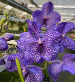 Load image into Gallery viewer, Vanda Blue Magic
