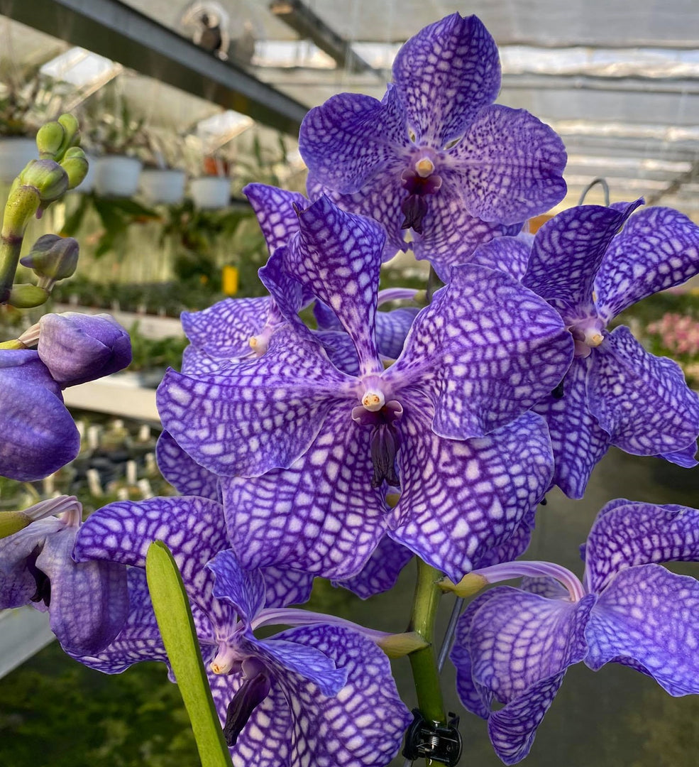 Vanda Blue Magic