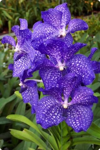 Vanda Blue Magic