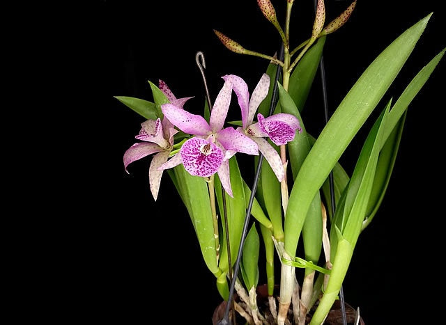 Brassanthe Maikai 'Louise' AM/AOS (B. nodosa × Gur. Bowringiana)