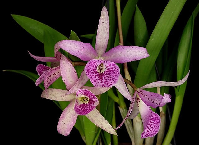 Brassanthe Maikai 'Louise' AM/AOS (B. nodosa × Gur. Bowringiana)