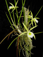 Load image into Gallery viewer, Brassavola flagellaris