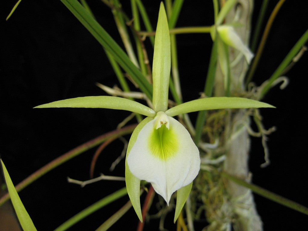 Brassavola flagellaris