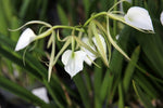Load image into Gallery viewer, Brassavola nodosa 'Panama Soire'