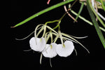 Load image into Gallery viewer, Brassavola nodosa 'Panama Soire'