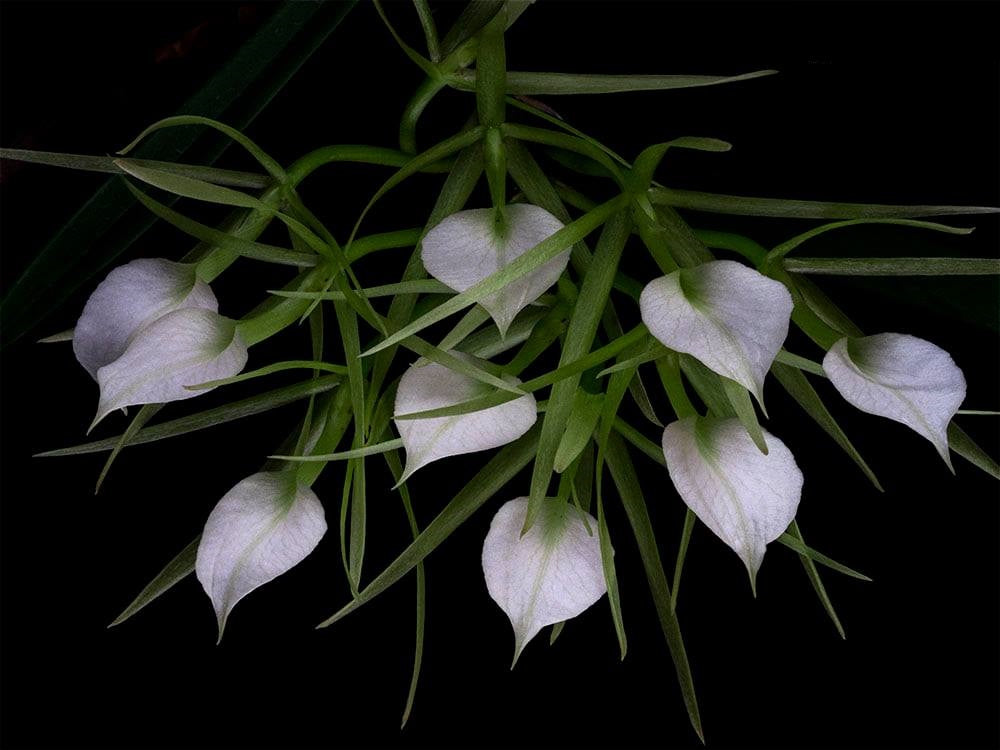 Brassavola subulifolia
