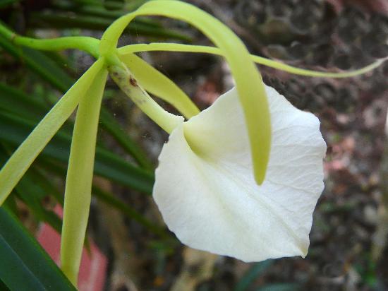 Brassavola venosa