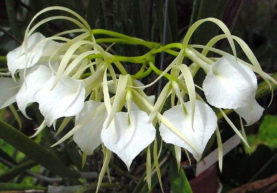Brassavola venosa